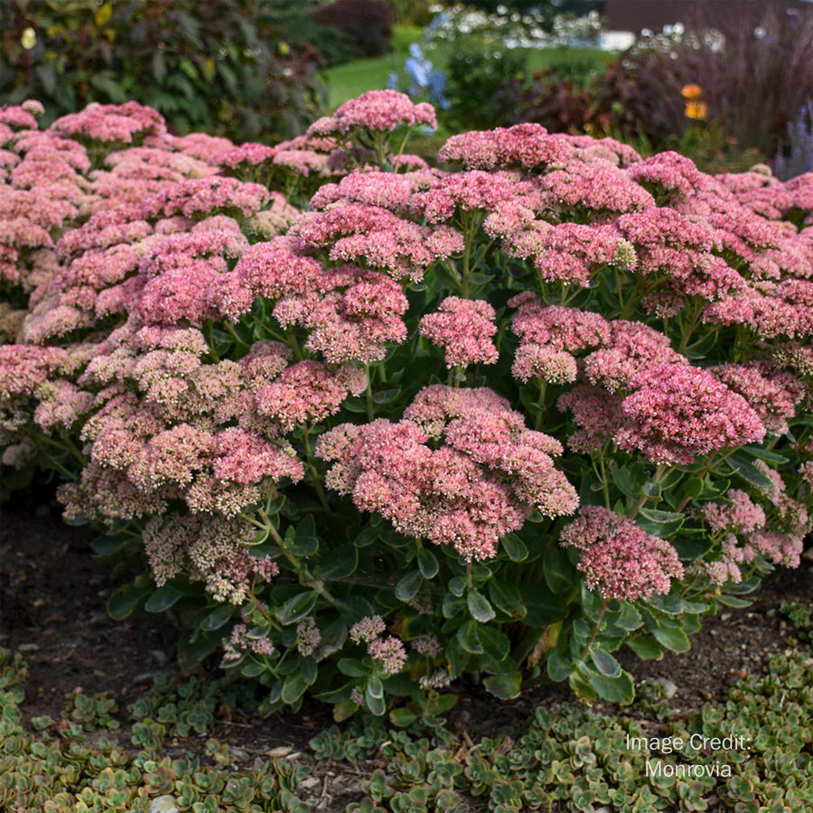 Autumn Joy Stonecrop