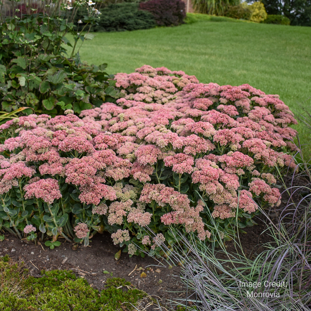 Autumn Joy Stonecrop