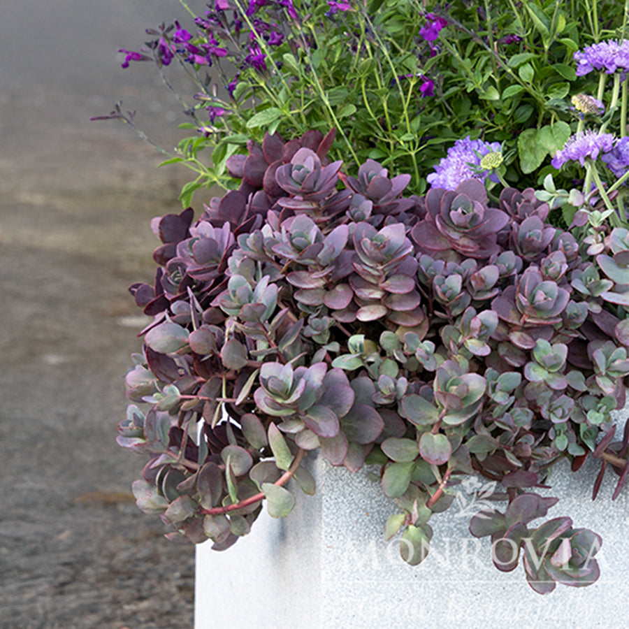 Dazzleberry Stonecrop