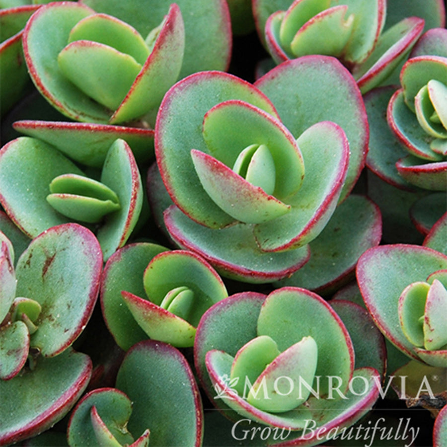 Lime Zinger Stonecrop