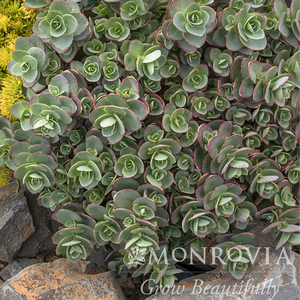 Lime Zinger Stonecrop