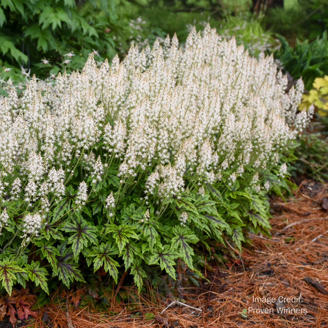Cutting Edge Foamflower