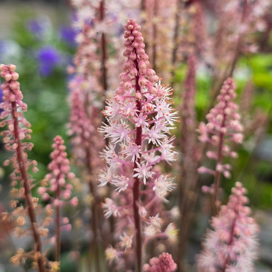 Pink Skyrocket Foamflower