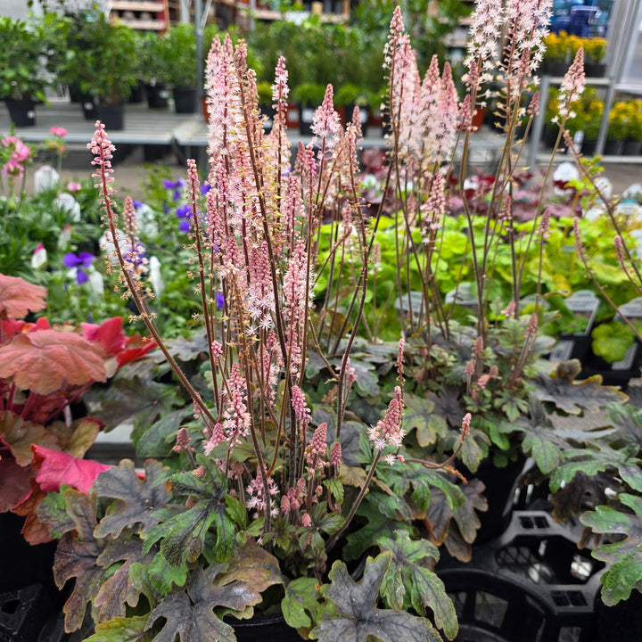 Pink Skyrocket Foamflower