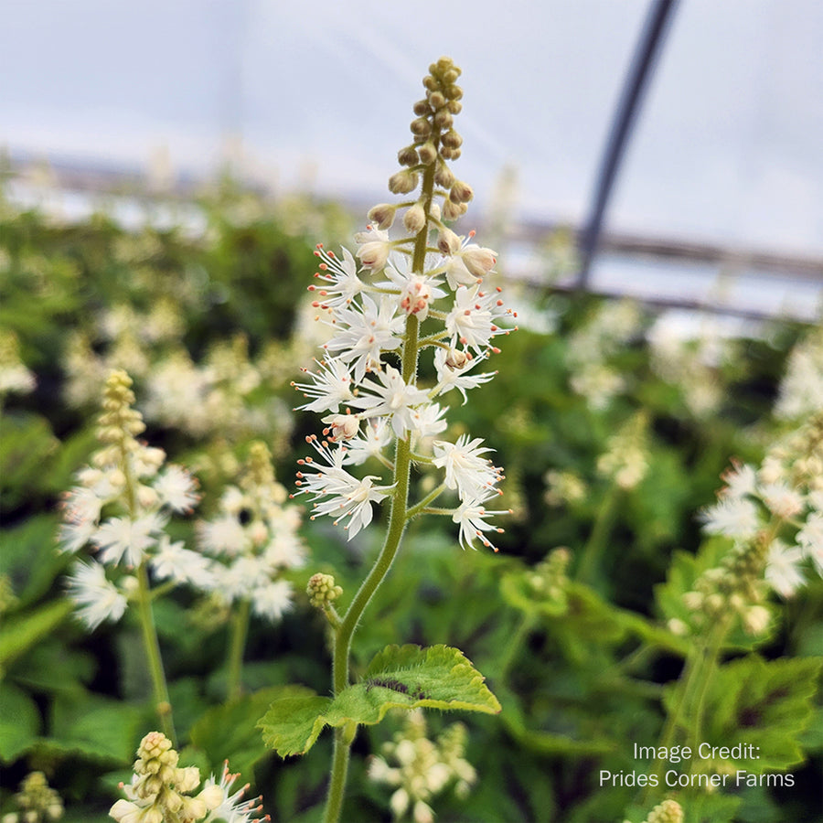 Running Tapestry Foamflower