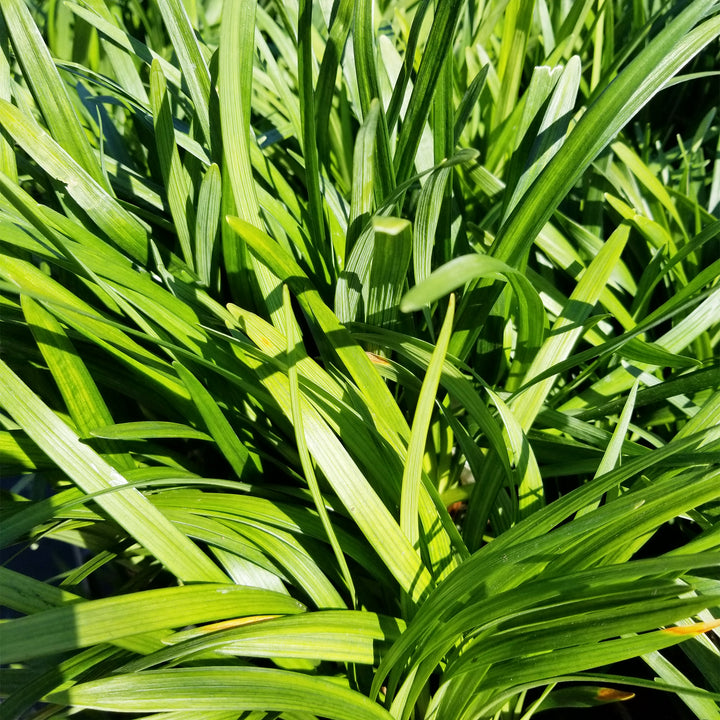 Big Blue Lily Turf