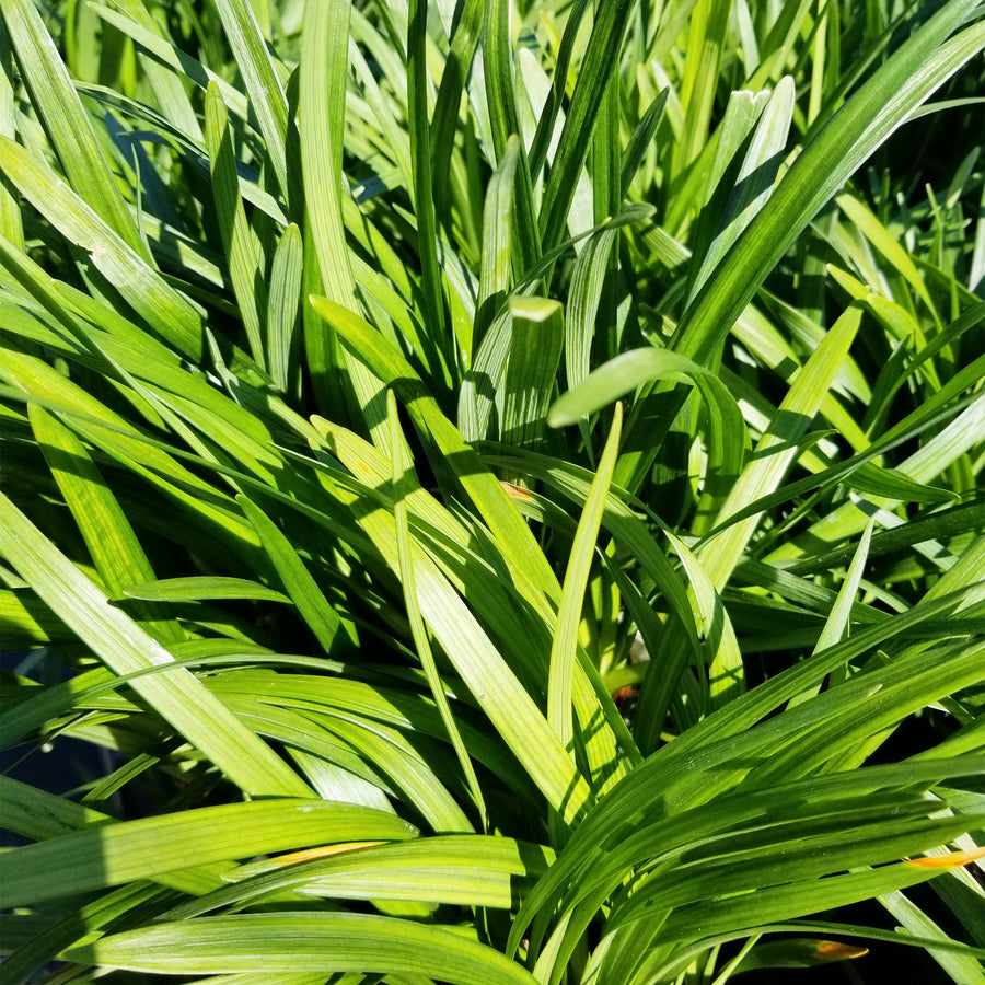 Big Blue Lily Turf