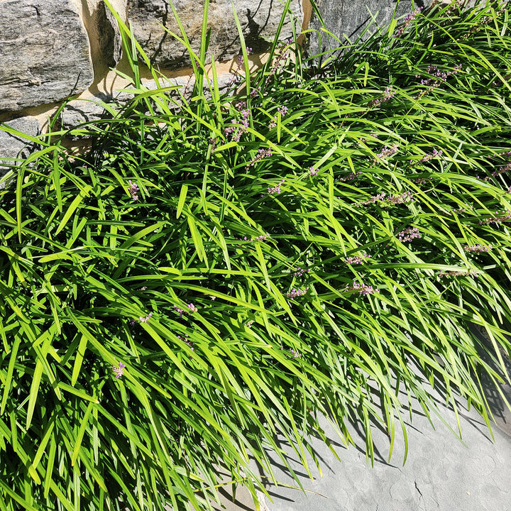 Big Blue Lily Turf