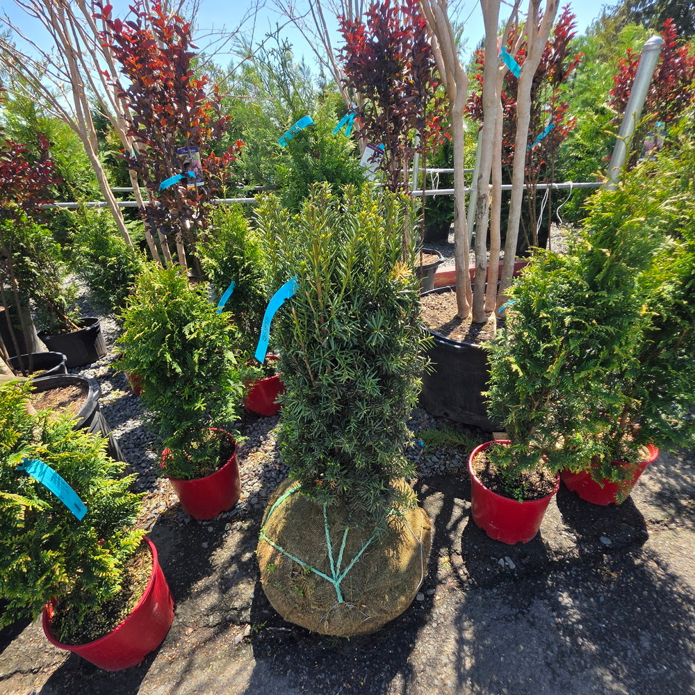 Upright Japanese Plum Yew