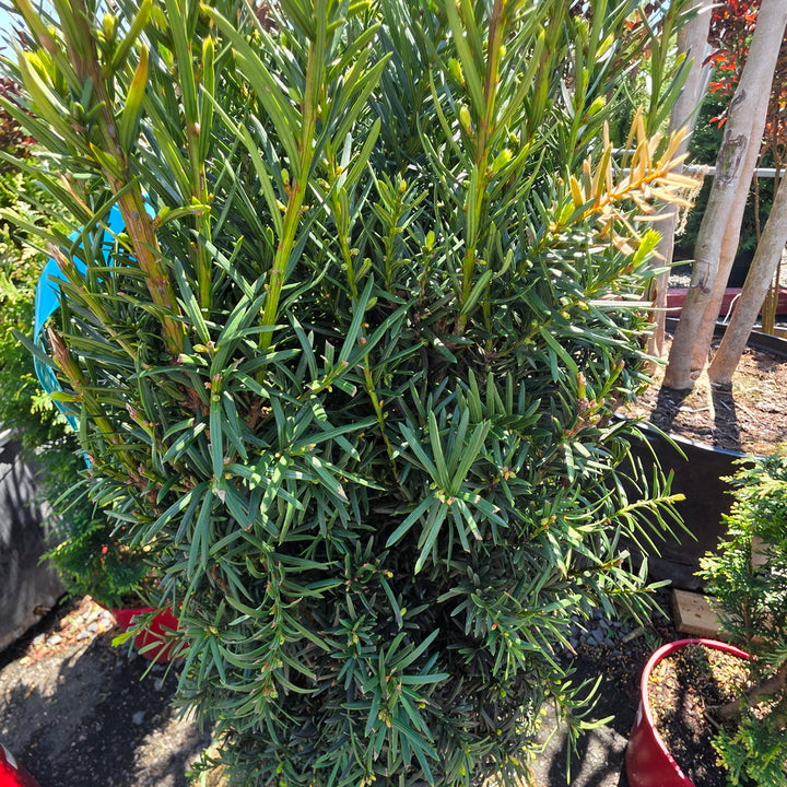 Upright Japanese Plum Yew