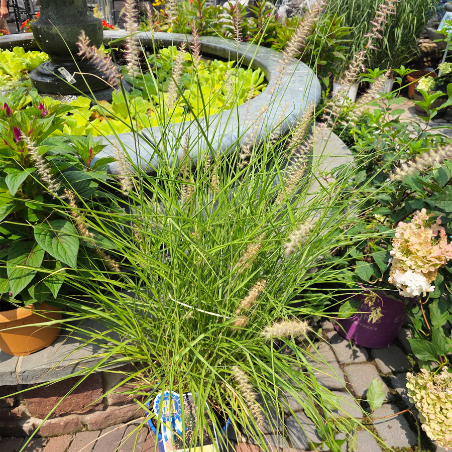 Karley Rose Pennisetum