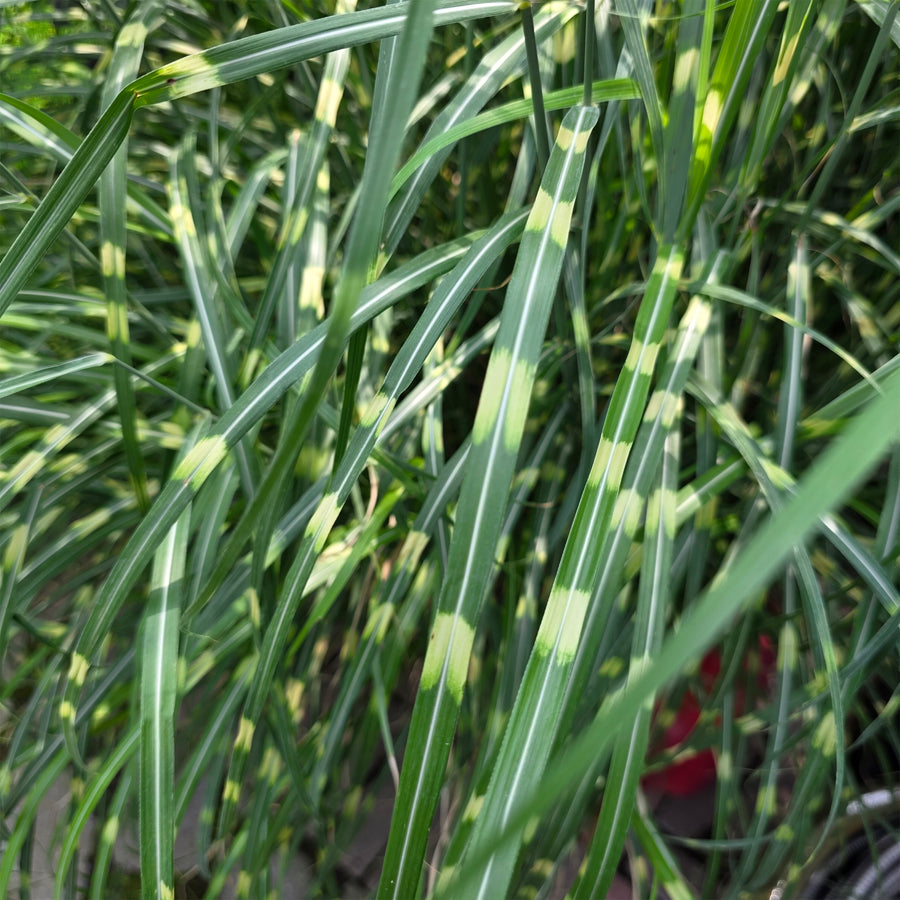 Little Zebra Dwarf Maiden Grass