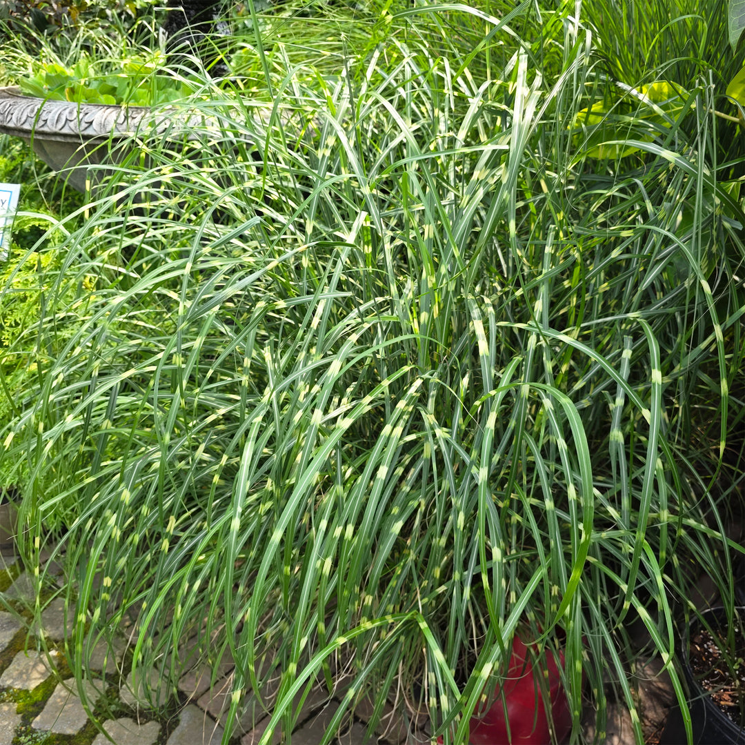Little Zebra Dwarf Maiden Grass
