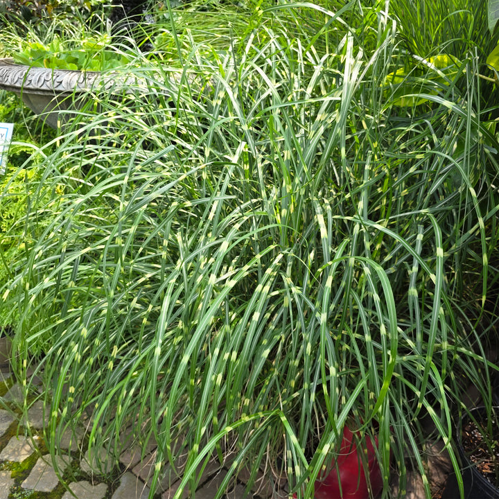 Little Zebra Dwarf Maiden Grass