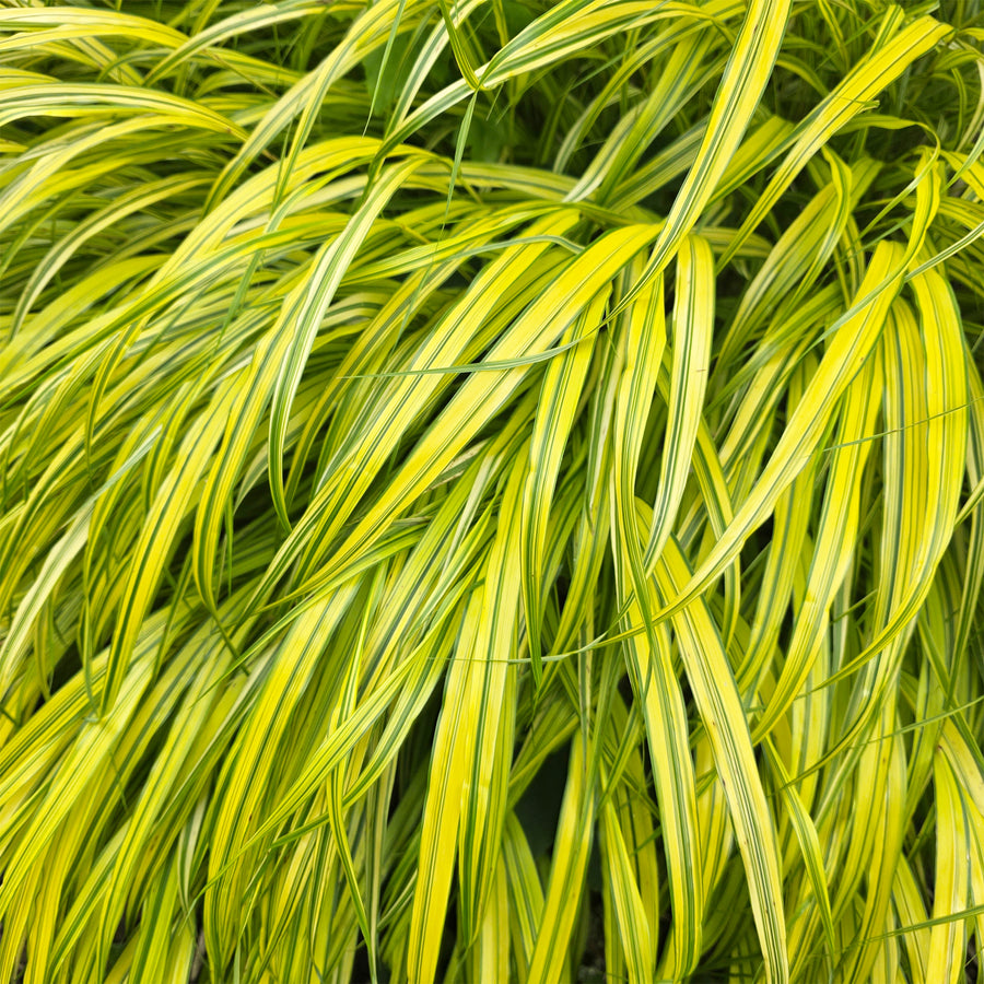 Aureola Japanese Forest Grass