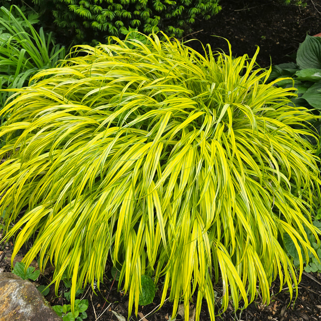 Aureola Japanese Forest Grass