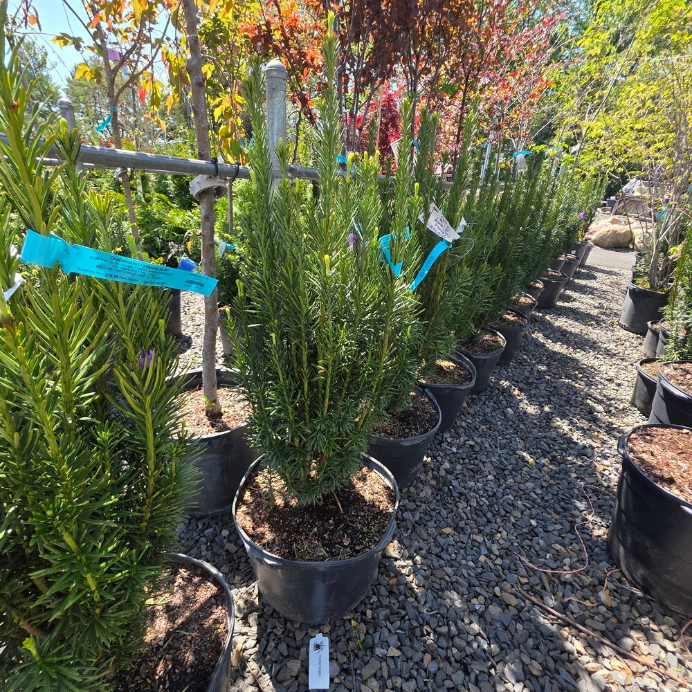 Upright Japanese Plum Yew
