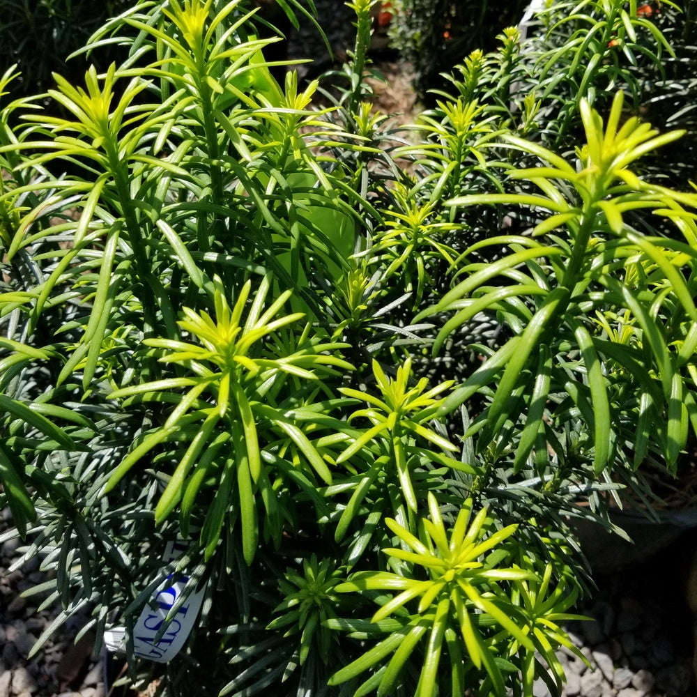 Upright Japanese Plum Yew
