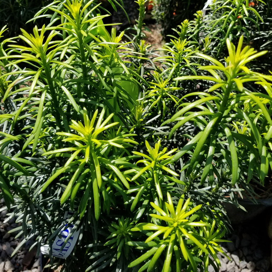 Upright Japanese Plum Yew