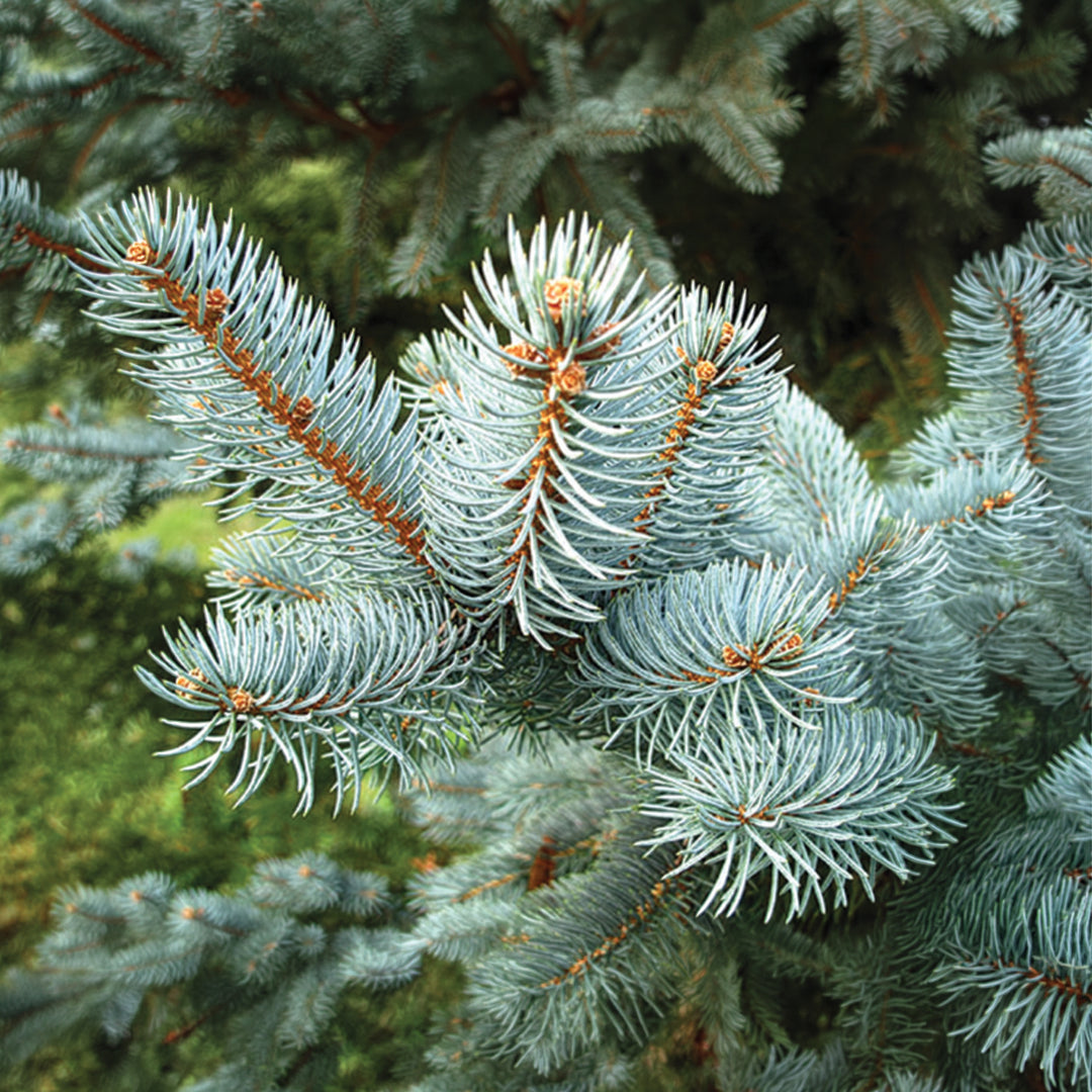 Colorado Blue Spruce
