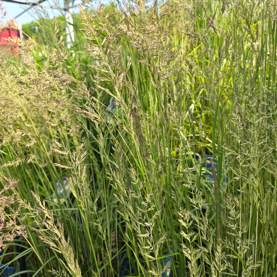 Avalanche Feather Reed Grass