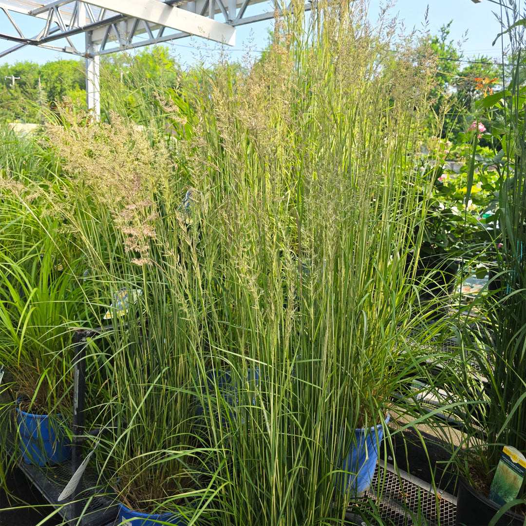 Avalanche Feather Reed Grass