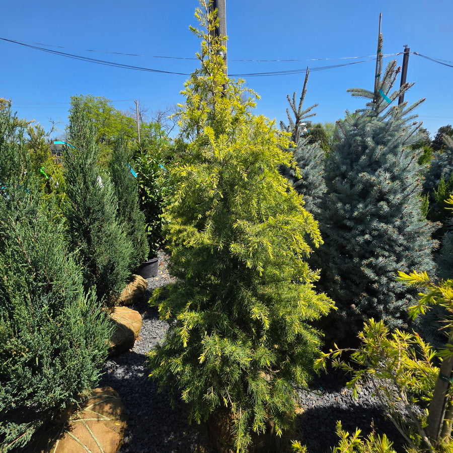 Gold Cone Deodar Cedar