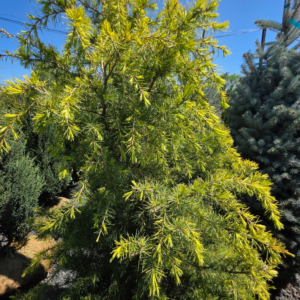 Gold Cone Deodar Cedar