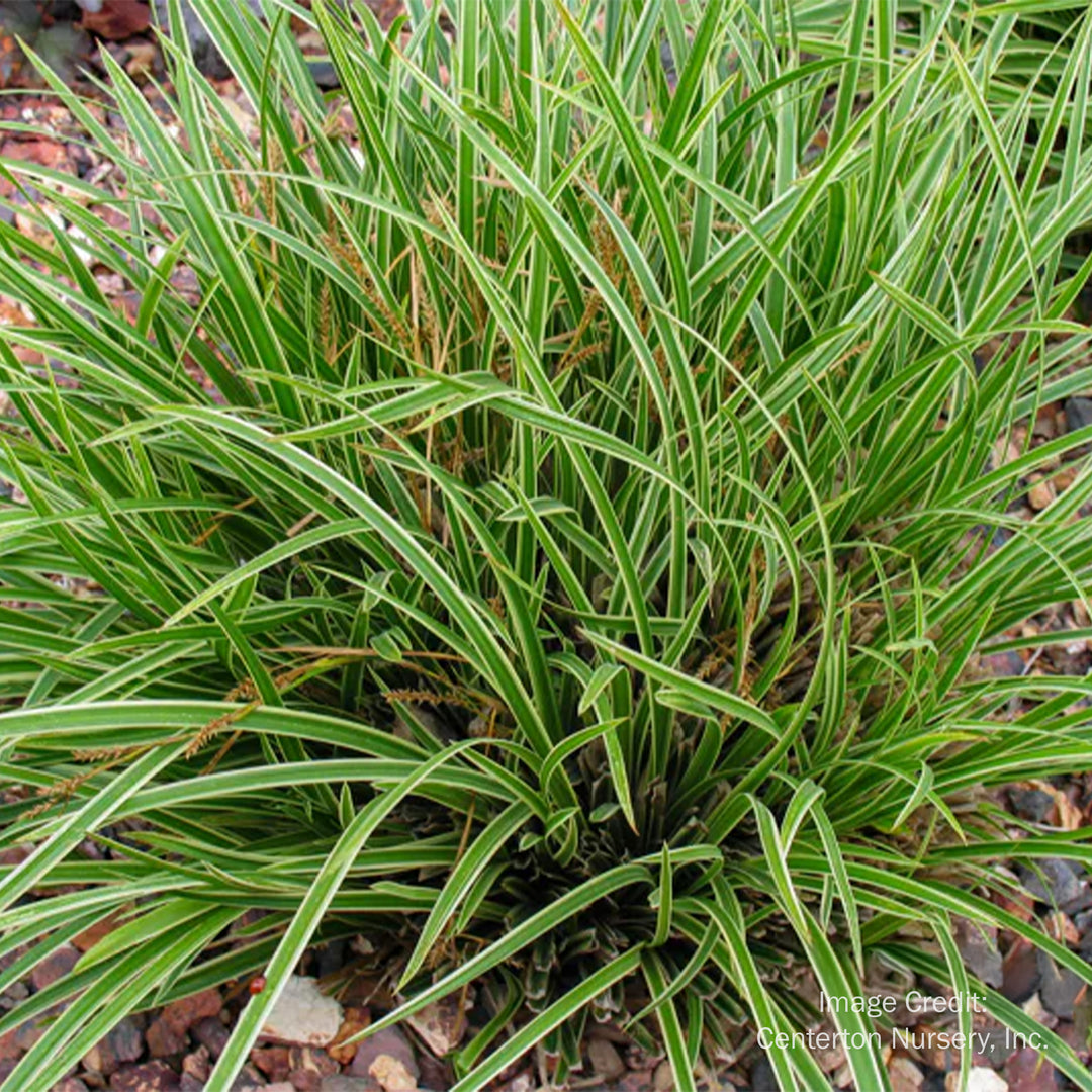 Ice Dance Japanese Sedge