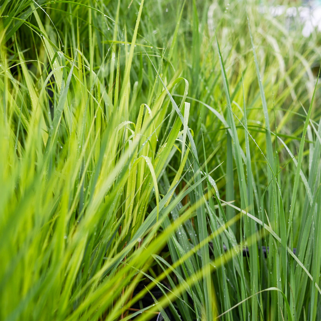 Little Bunny Pennisetum