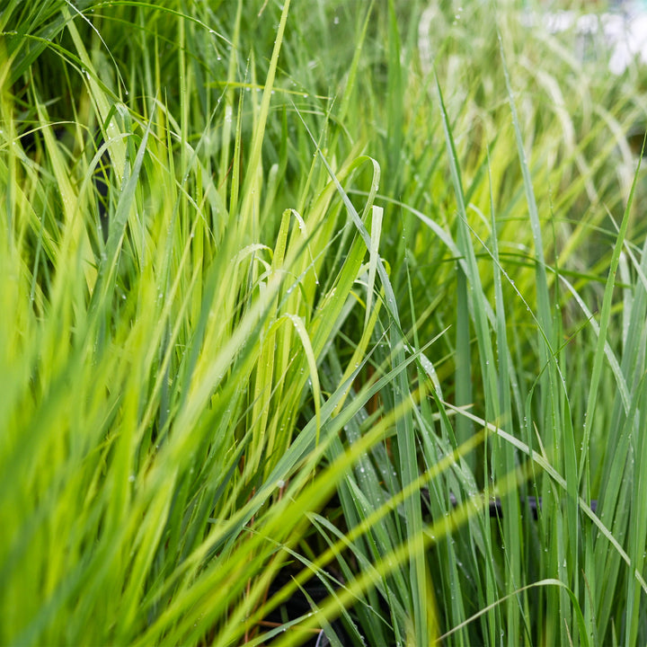 Little Bunny Pennisetum