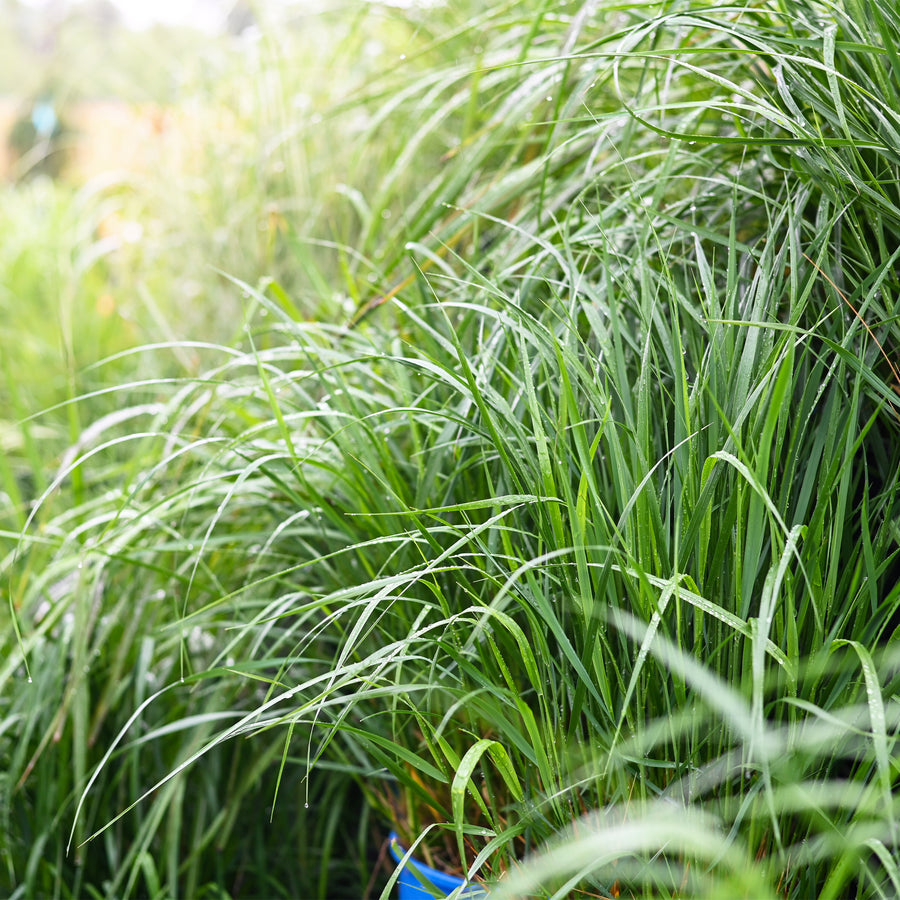 Little Bunny Pennisetum
