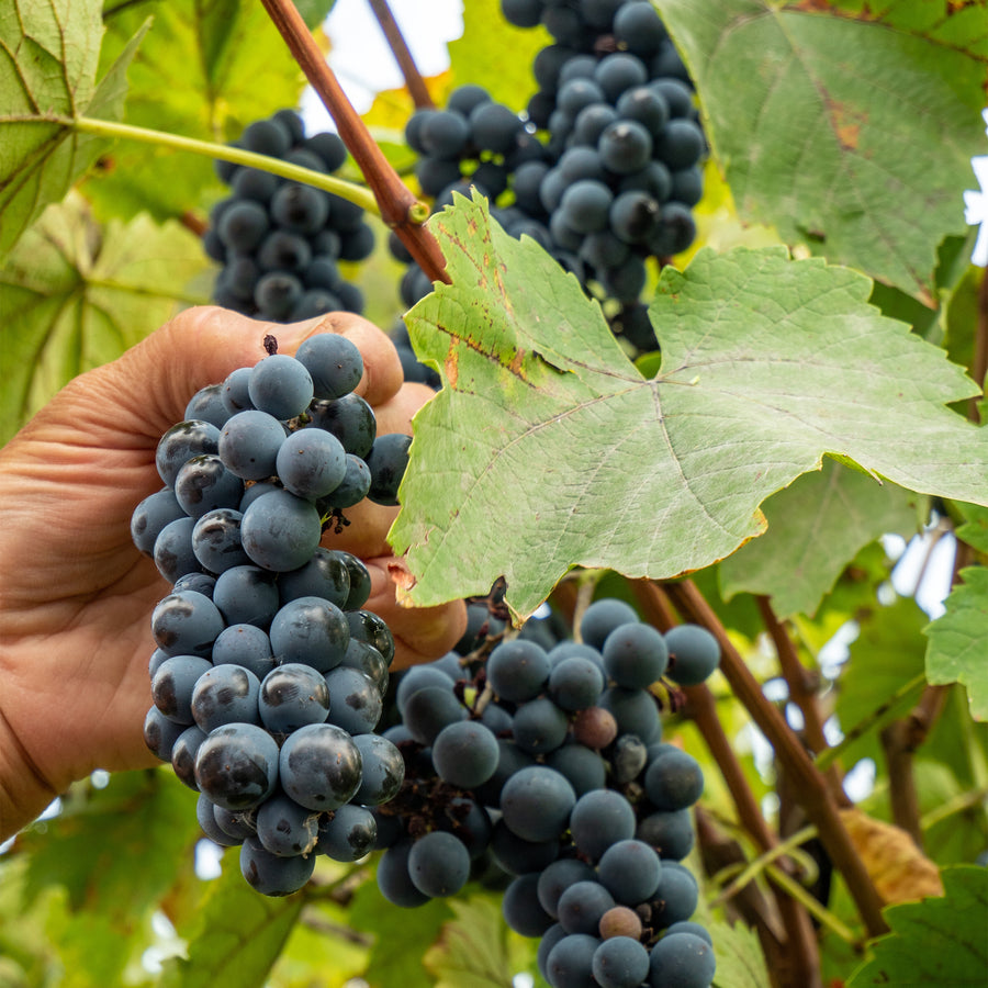 Concord Grape