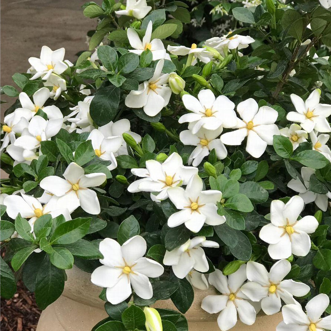 Kleim's Hardy Gardenia