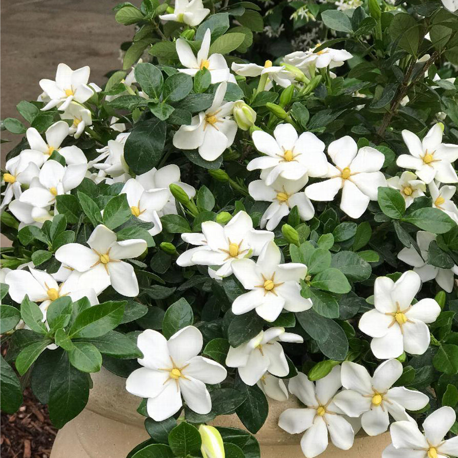 Kleim's Hardy Gardenia