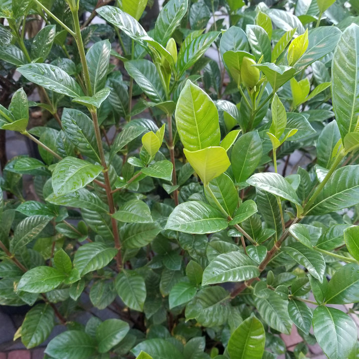 Kleim's Hardy Gardenia