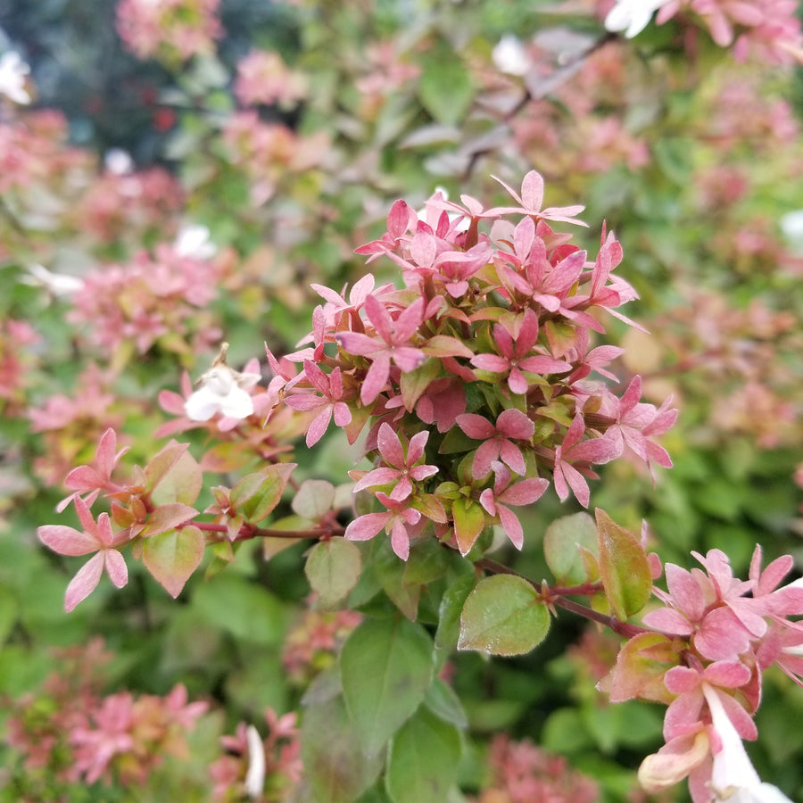 Rose Creek Abelia