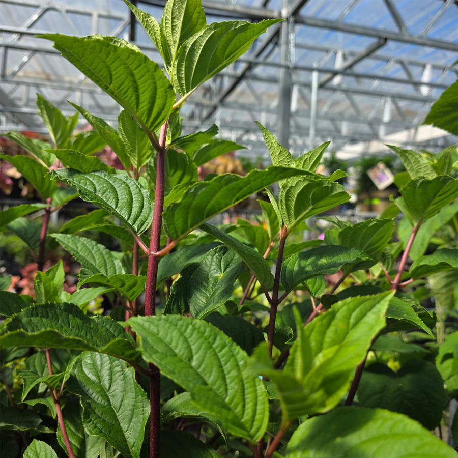Vanilla Strawberry™ Panicle Hydrangea