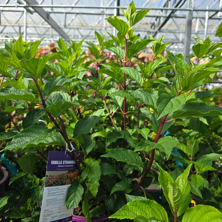 Vanilla Strawberry™ Panicle Hydrangea