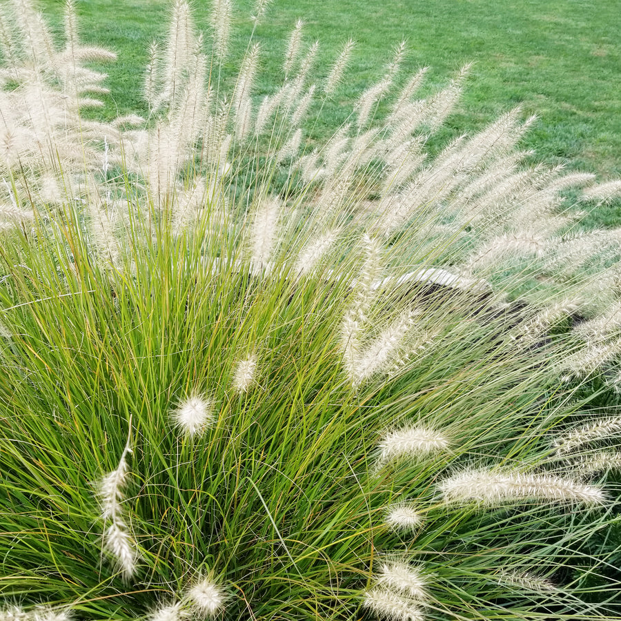 Hameln Pennisetum