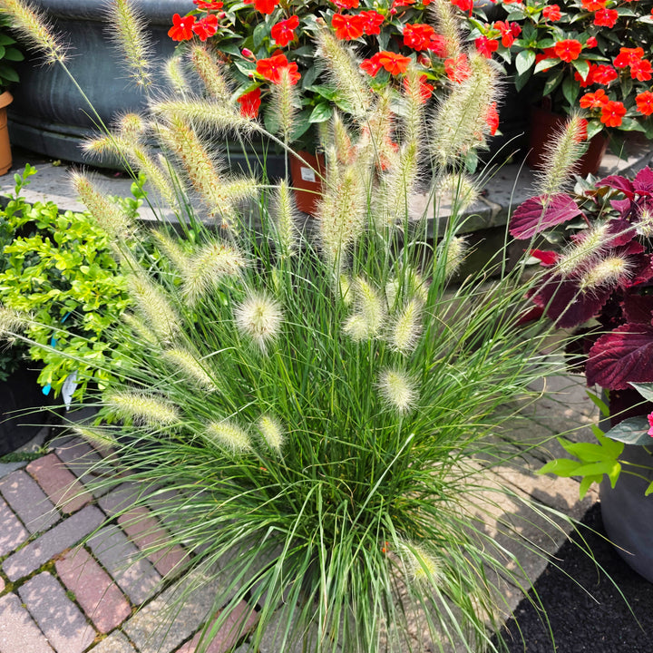 Hameln Pennisetum