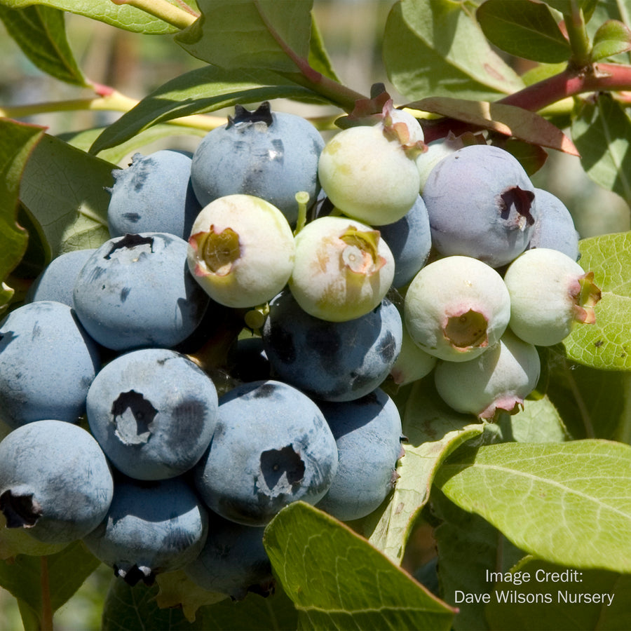 Bluecrop Blueberry
