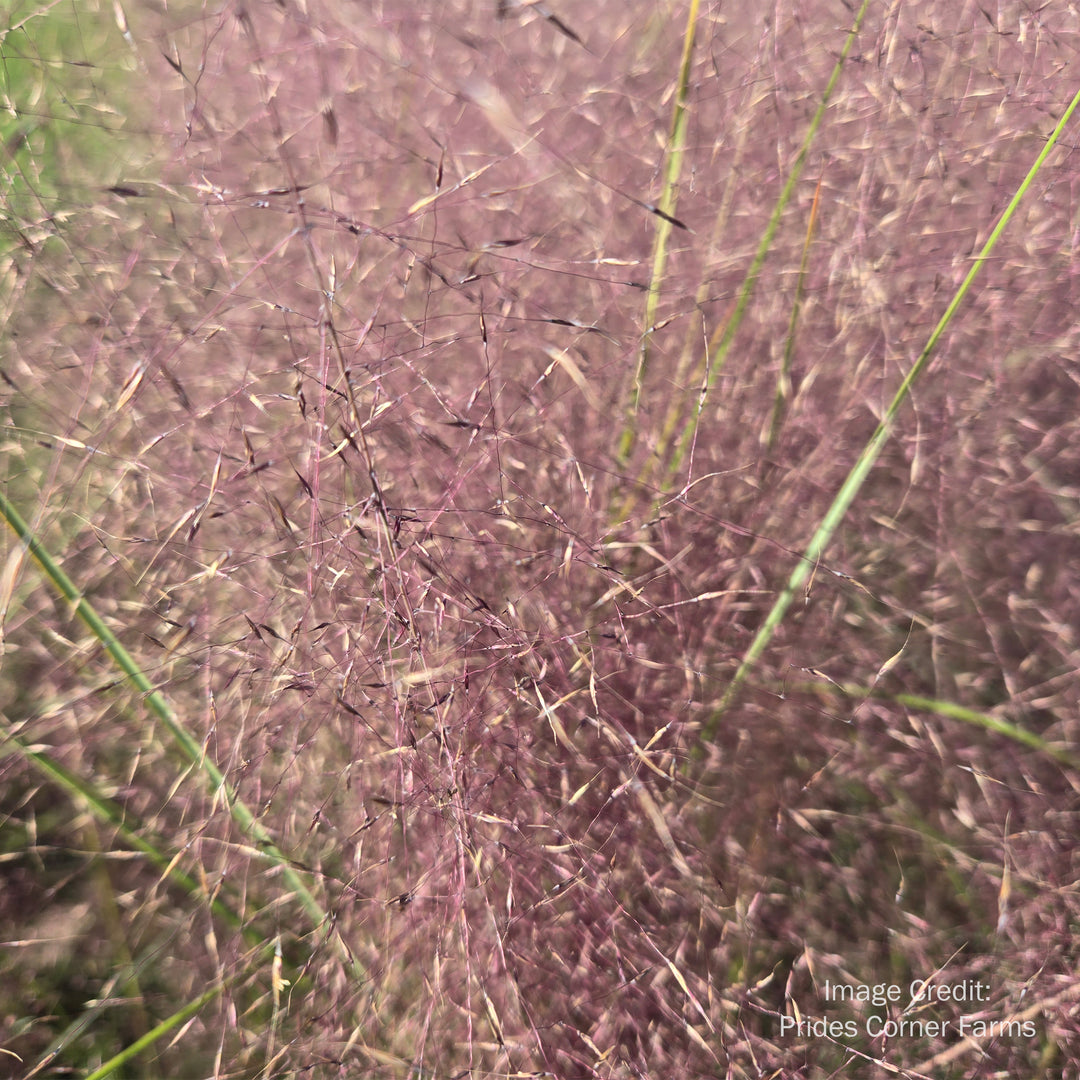 Pink Muhly Grass