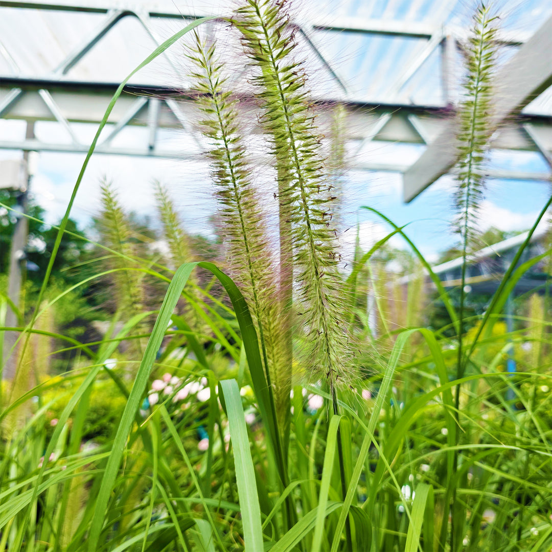 Red Head Pennisetum