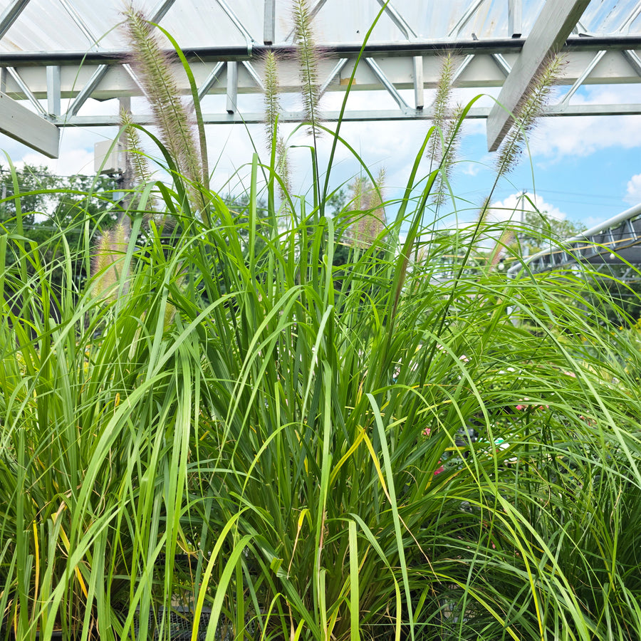 Red Head Pennisetum