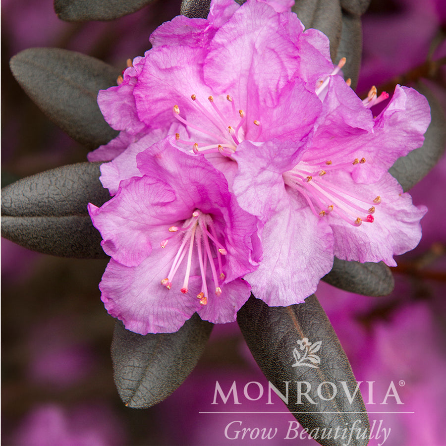 Purple Splendor Azalea