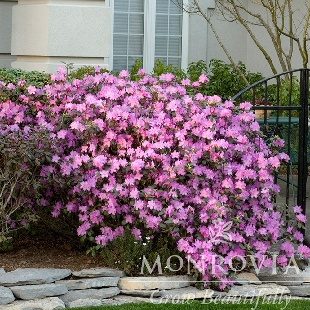 Purple Splendor Azalea