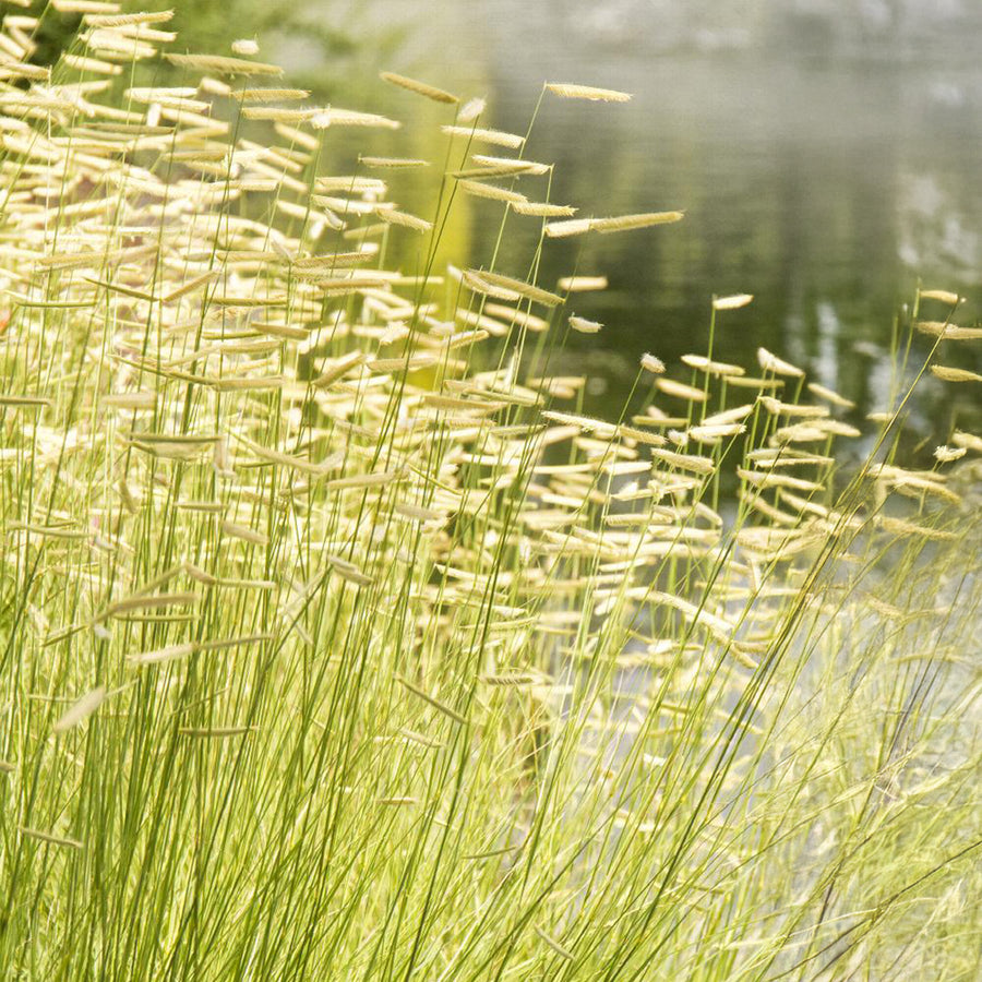 Blonde Ambition Blue Gamma Grass