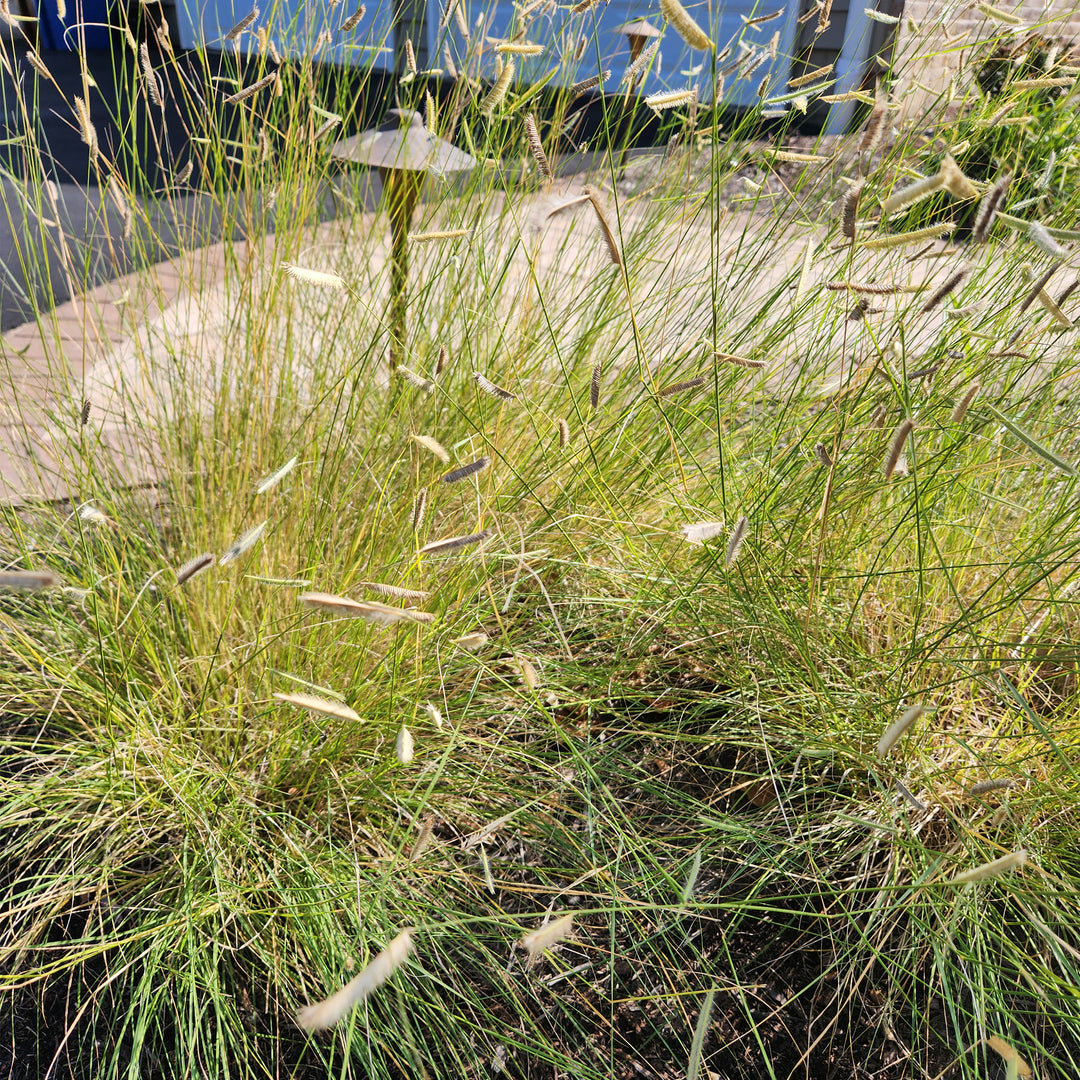 Blonde Ambition Blue Gamma Grass