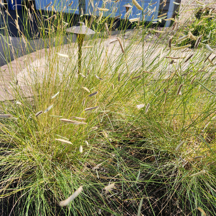 Blonde Ambition Blue Gamma Grass